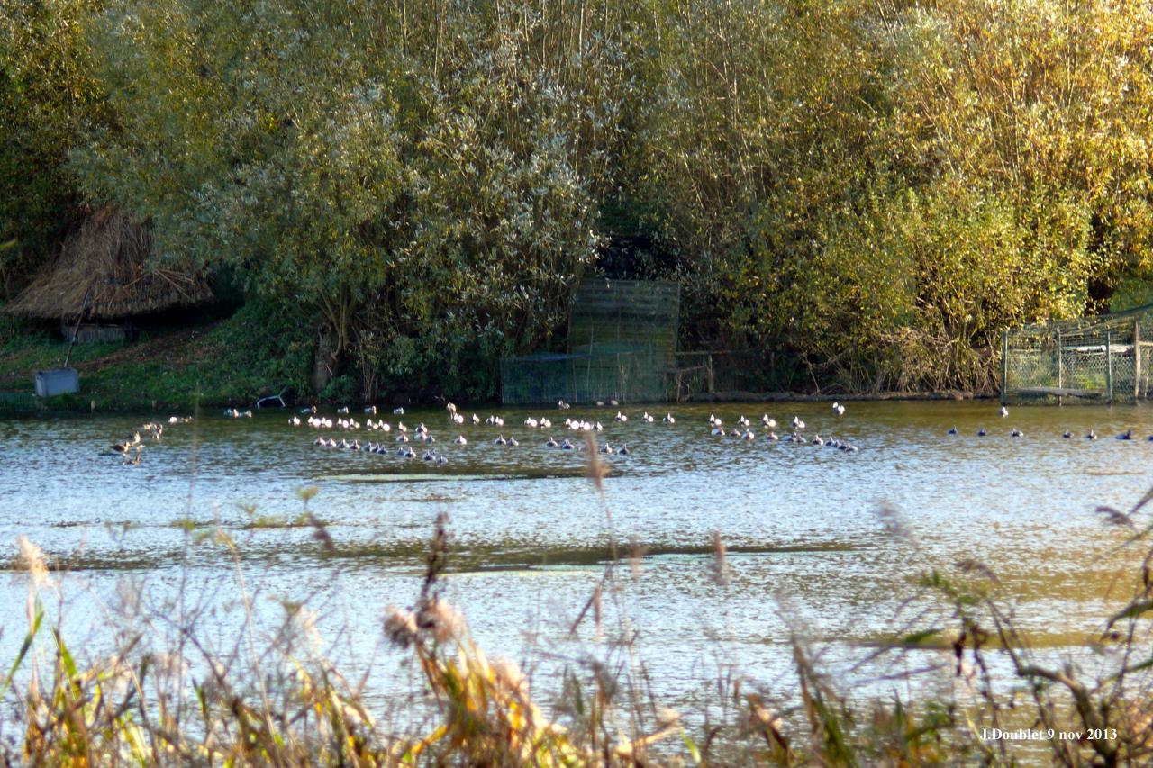 9 Novembre 2013 Etang en face du Karting