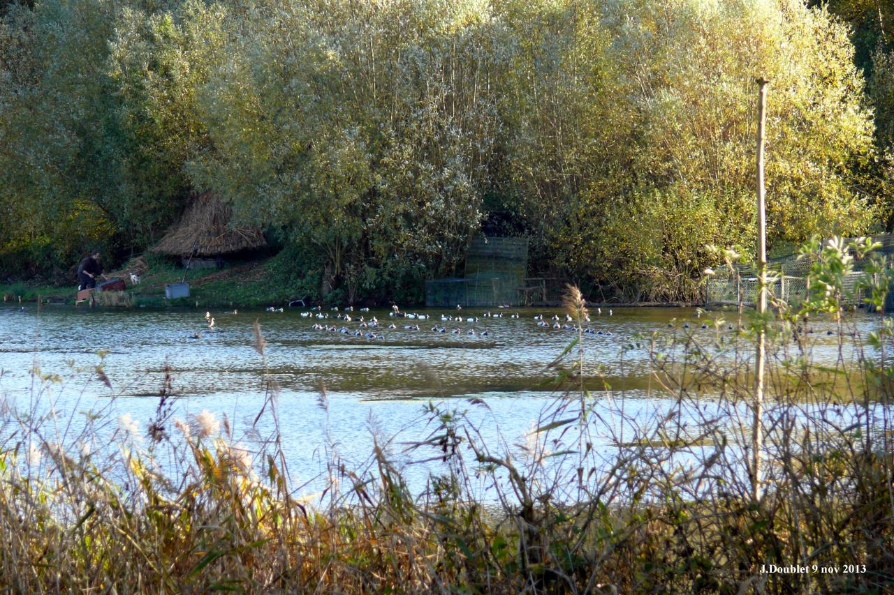 9 Novembre 2013 Etang en face du Karting