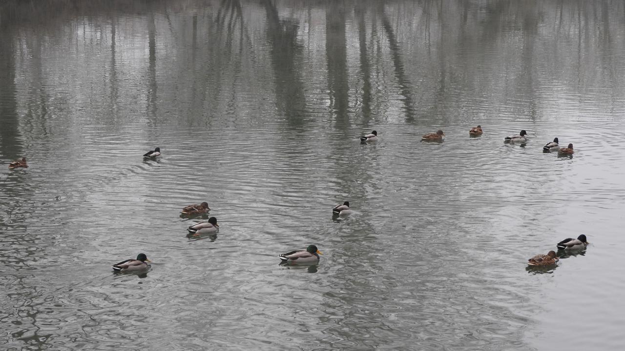 Au bord de l'Aisne  31122016 (6)