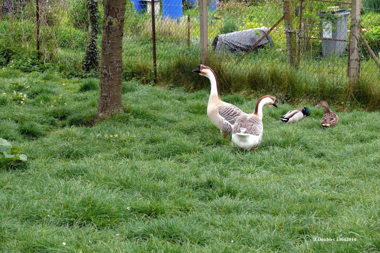 Animaux dans une basse-cour Bucy le 13 avril 2014 