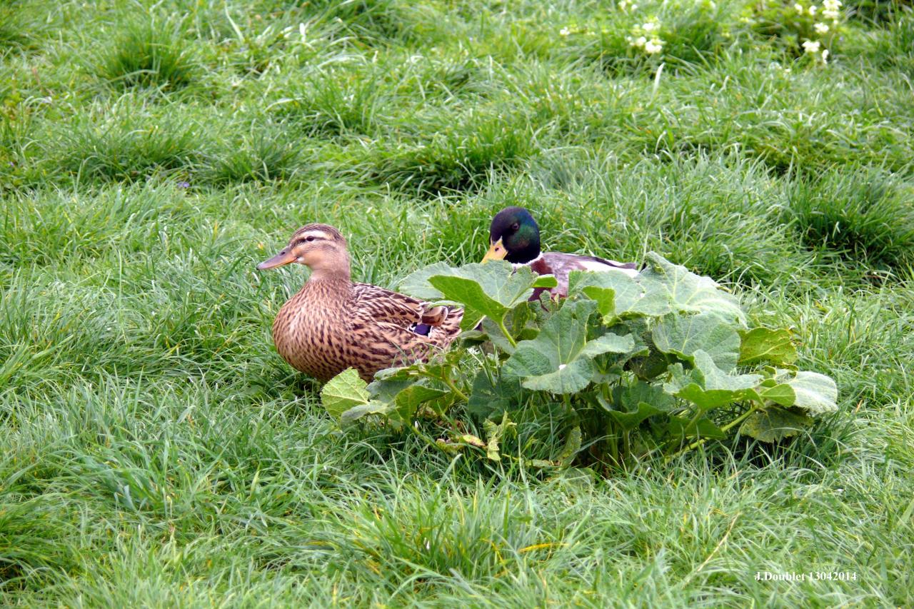 Animaux dans une basse-cour Bucy le 13 avril 2014 