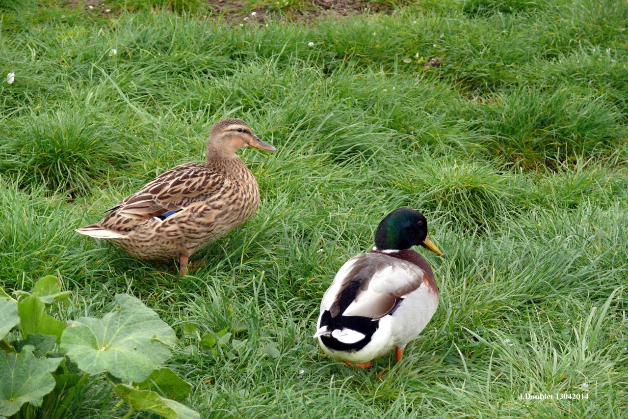 Animaux dans une basse-cour Bucy le 13 avril 2014 