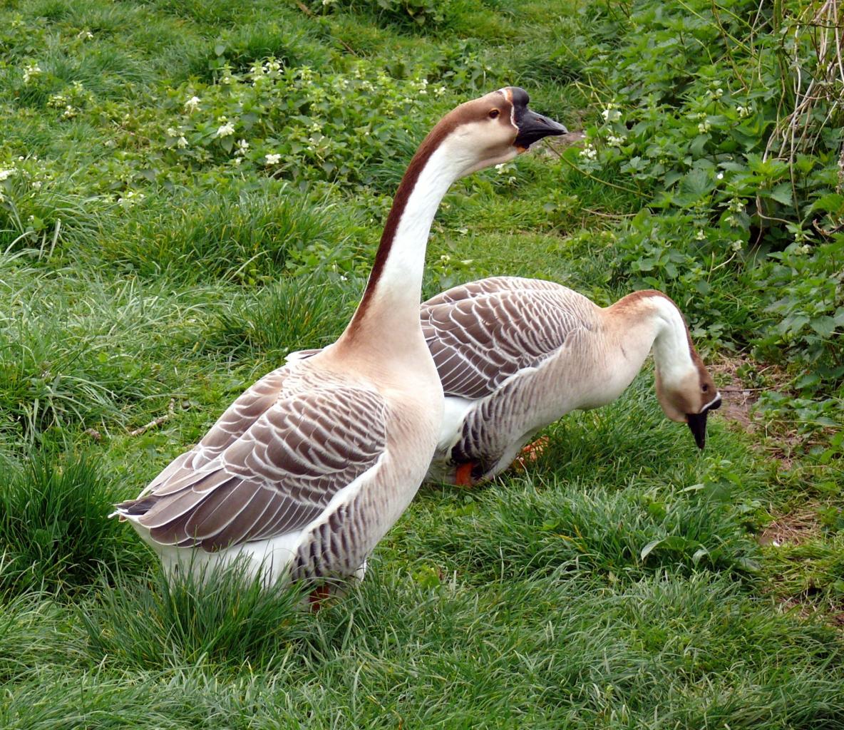 Animaux dans une basse-cour Bucy le 13 avril 2014 