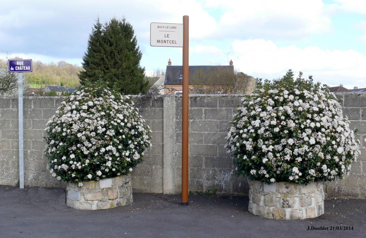 Bucy le long  Viburnum tinus