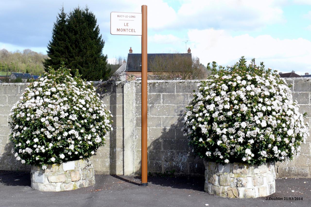 Bucy le long Viburnum tinus