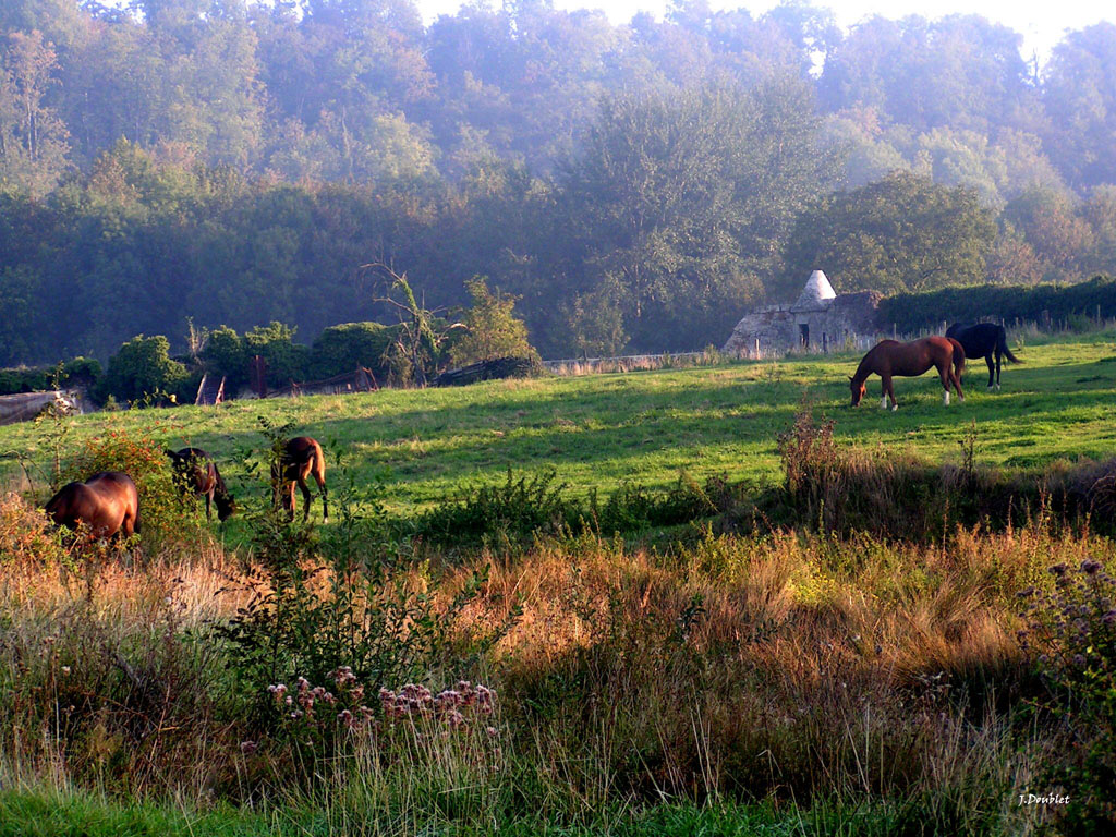 Chevaux (26)