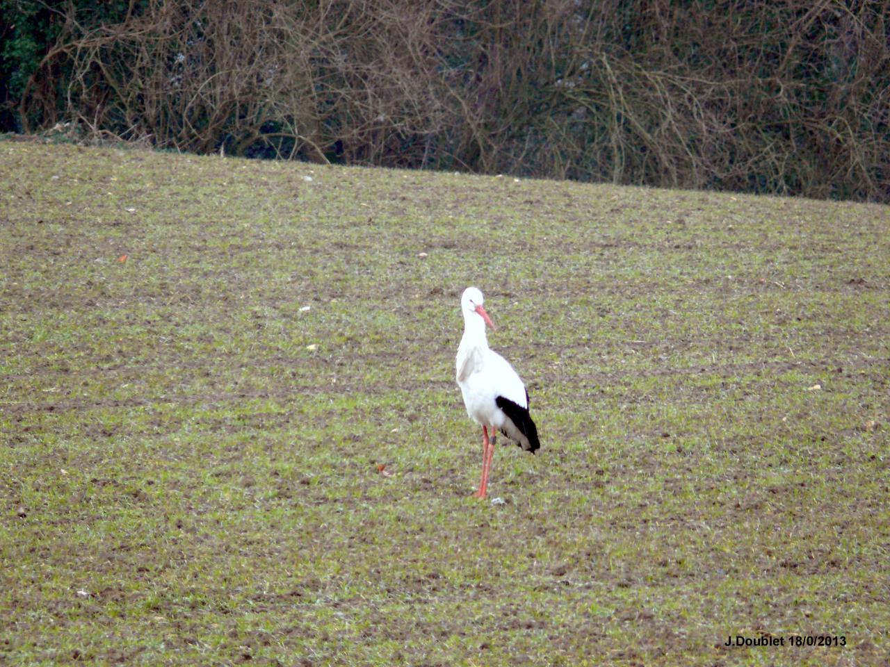Cigognes Bucy  18 Février 2013 (10)