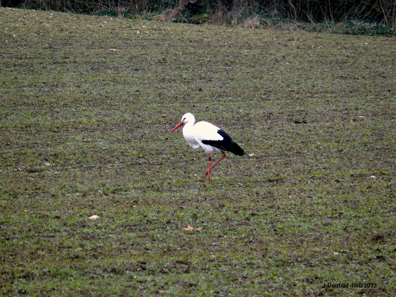 Cigognes Bucy  18 Février 2013 (11)