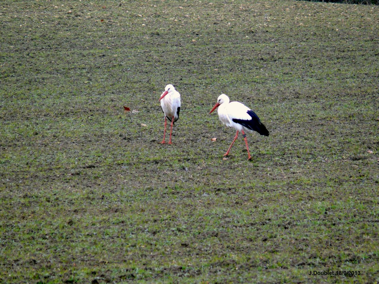 Cigognes Bucy  18 Février 2013 (12)