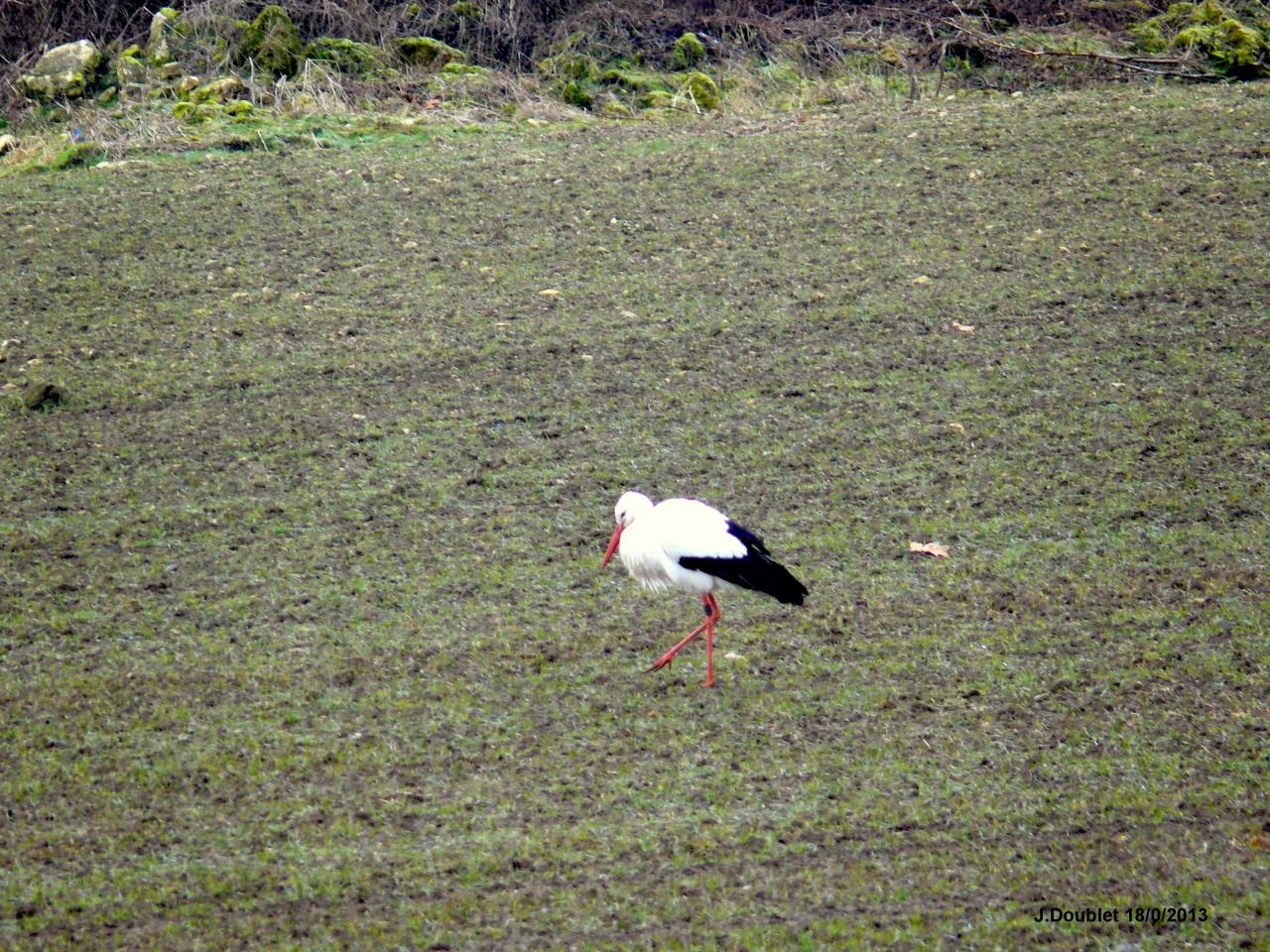 Cigognes Bucy  18 Février 2013 (13)