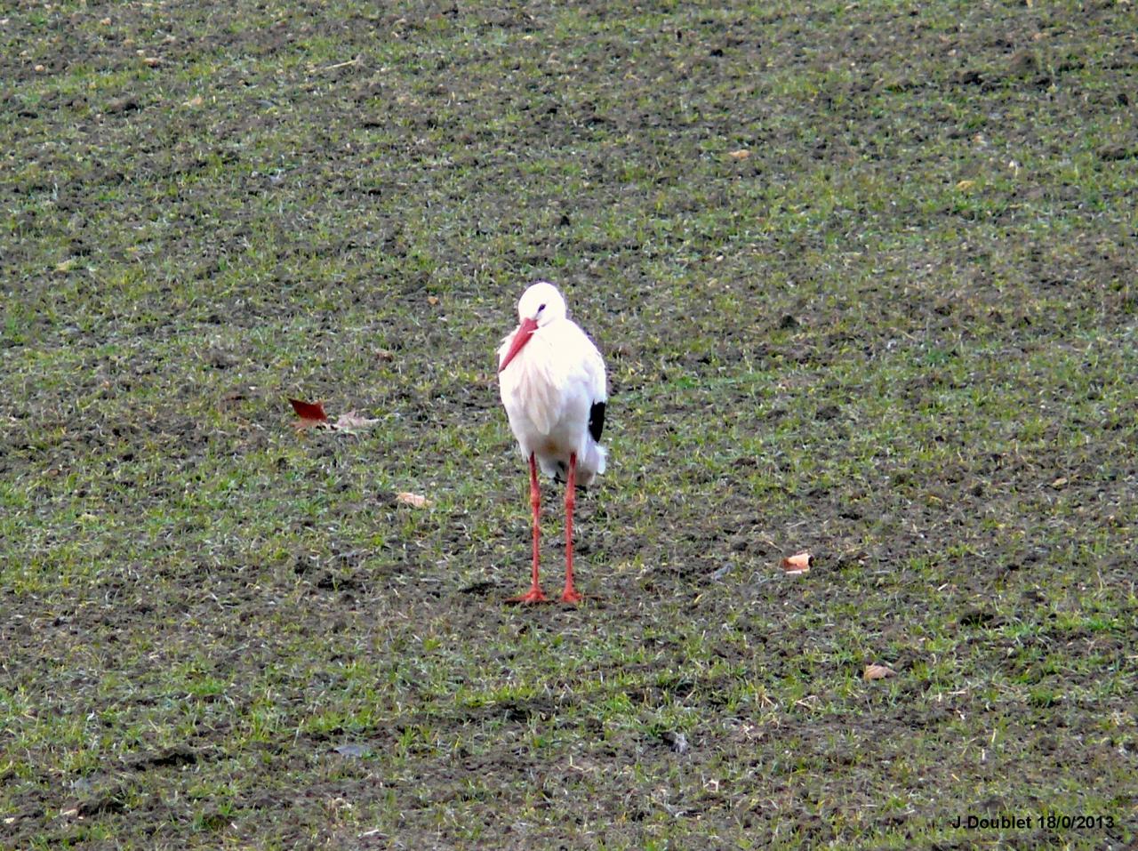 Cigognes Bucy  18 Février 2013 (15)