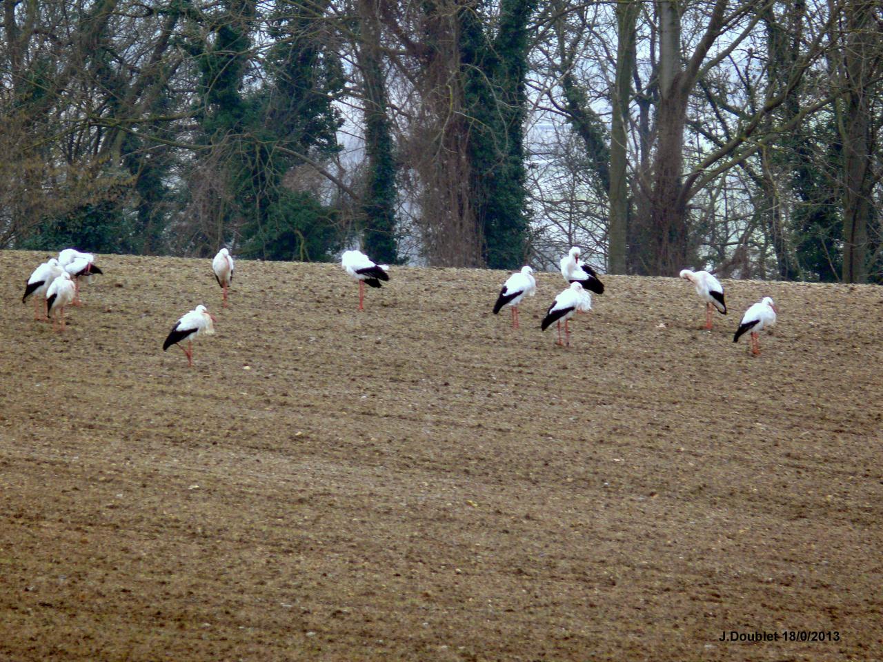 Cigognes Bucy  18 Février 2013 (16)