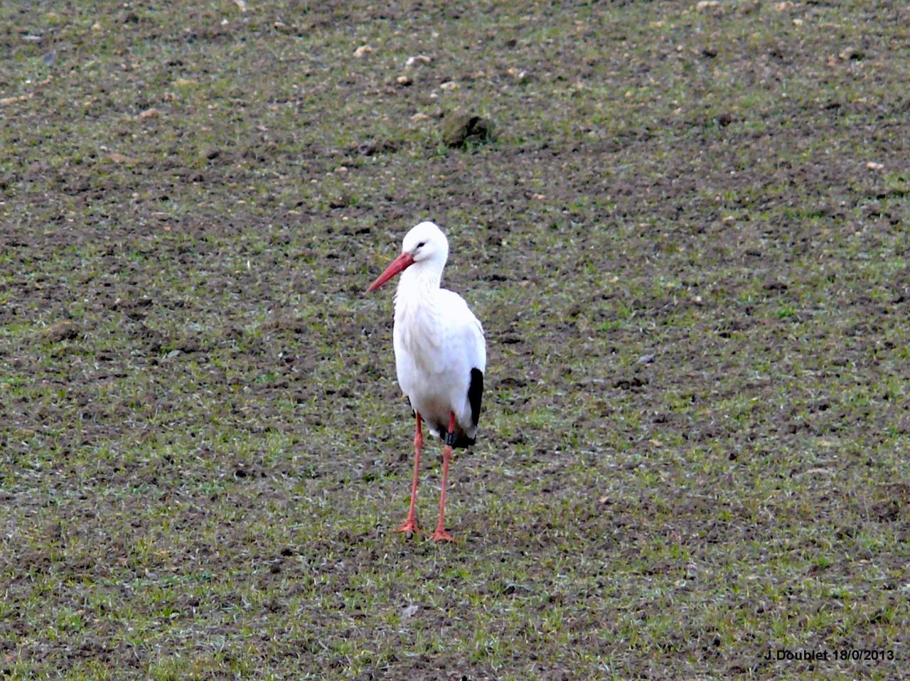 Cigognes Bucy  18 Février 2013 (17)
