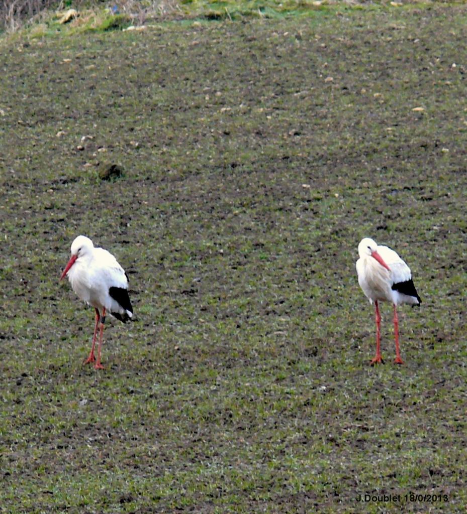 Cigognes Bucy  18 Février 2013 (18)