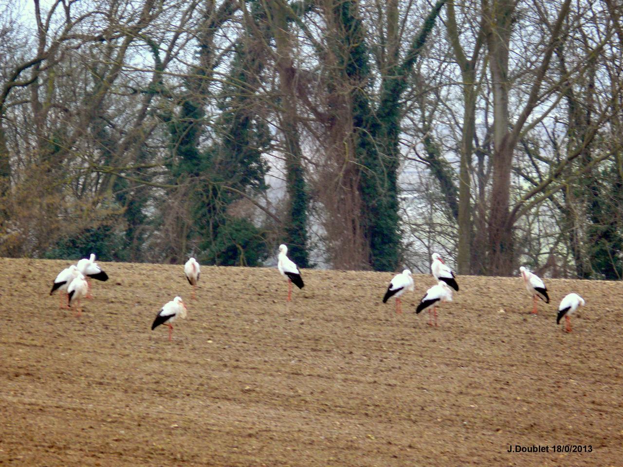 Cigognes Bucy  18 Février 2013 (19)