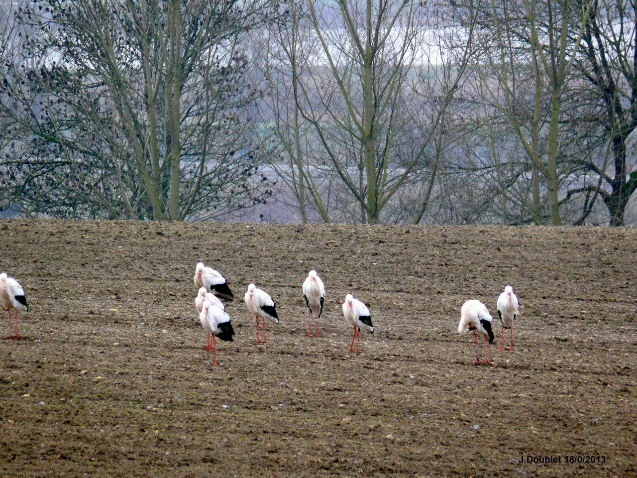 Cigognes Bucy  18 Février 2013 (2)