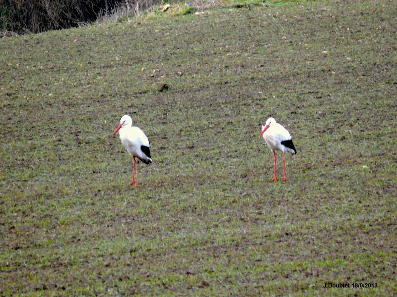 Cigognes Bucy  18 Février 2013 (20)
