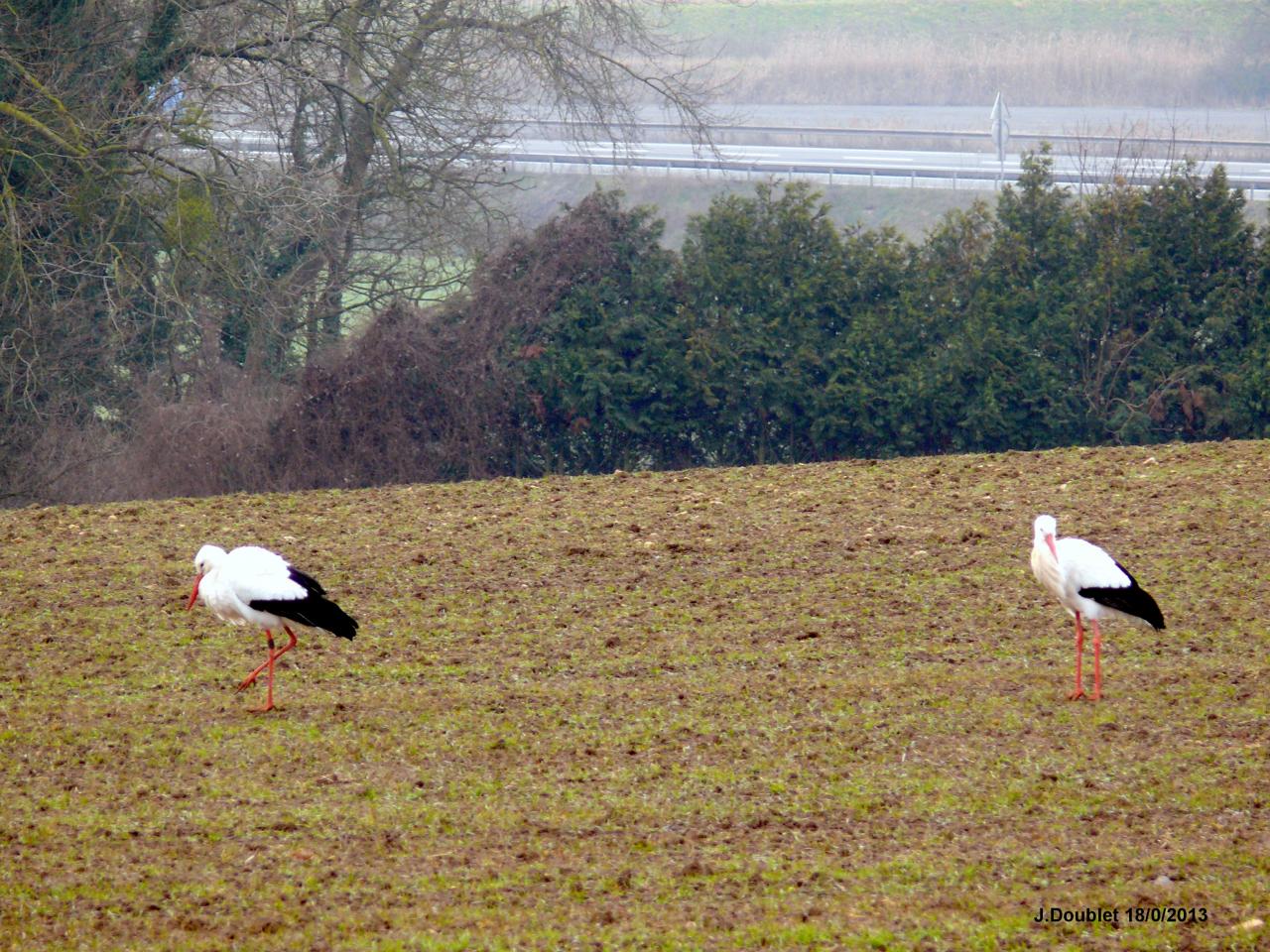 Cigognes Bucy  18 Février 2013 (21)