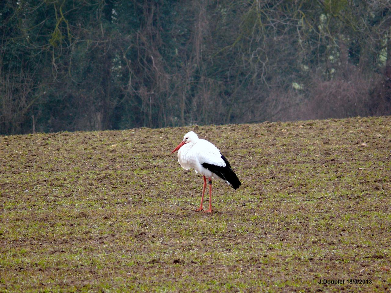 Cigognes Bucy  18 Février 2013 (22)