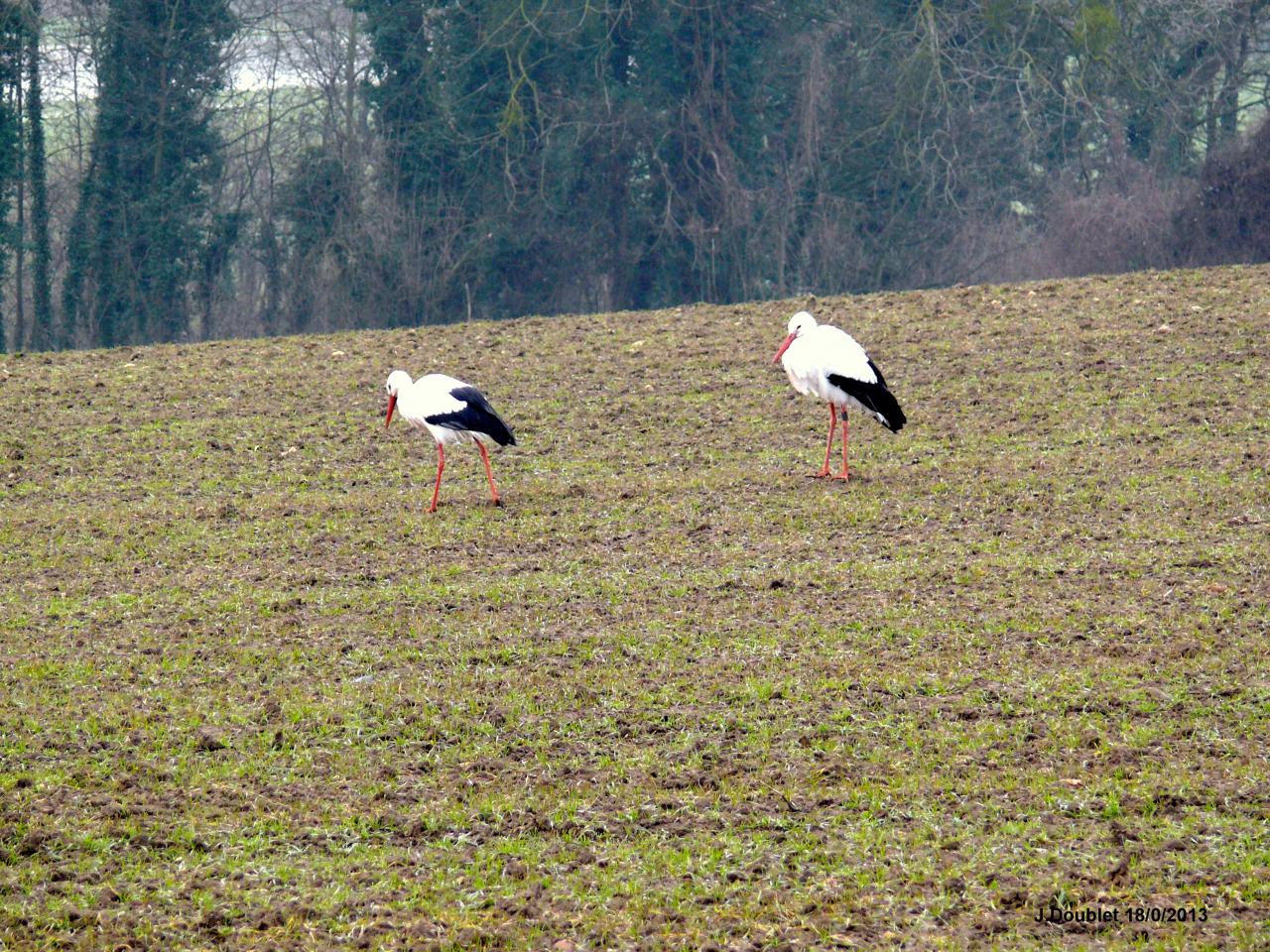 Cigognes Bucy  18 Février 2013 (23)