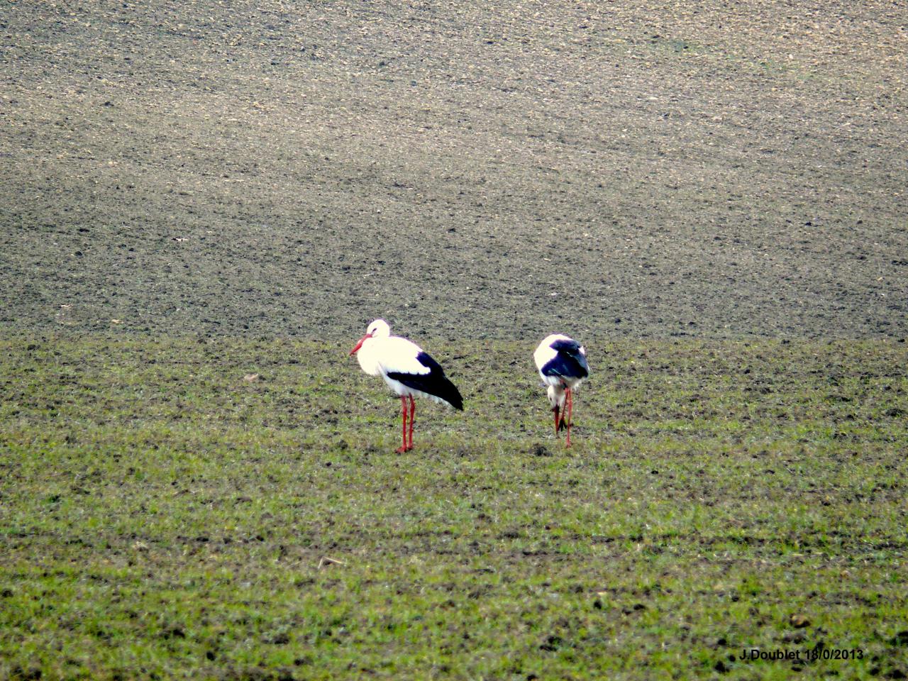 Cigognes Bucy  18 Février 2013 (24)