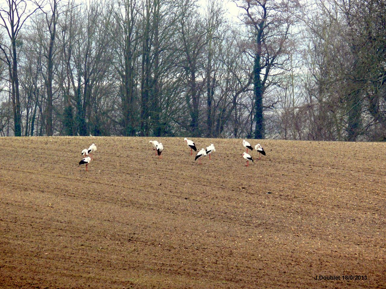Cigognes Bucy  18 Février 2013 (25)