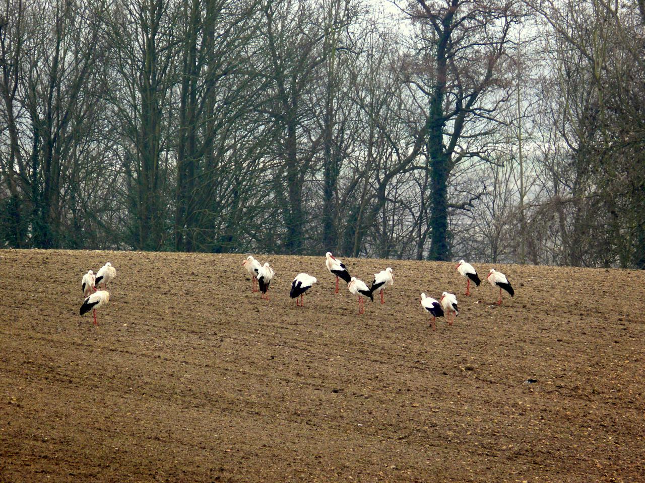 Cigognes Bucy  18 Février 2013 (26)