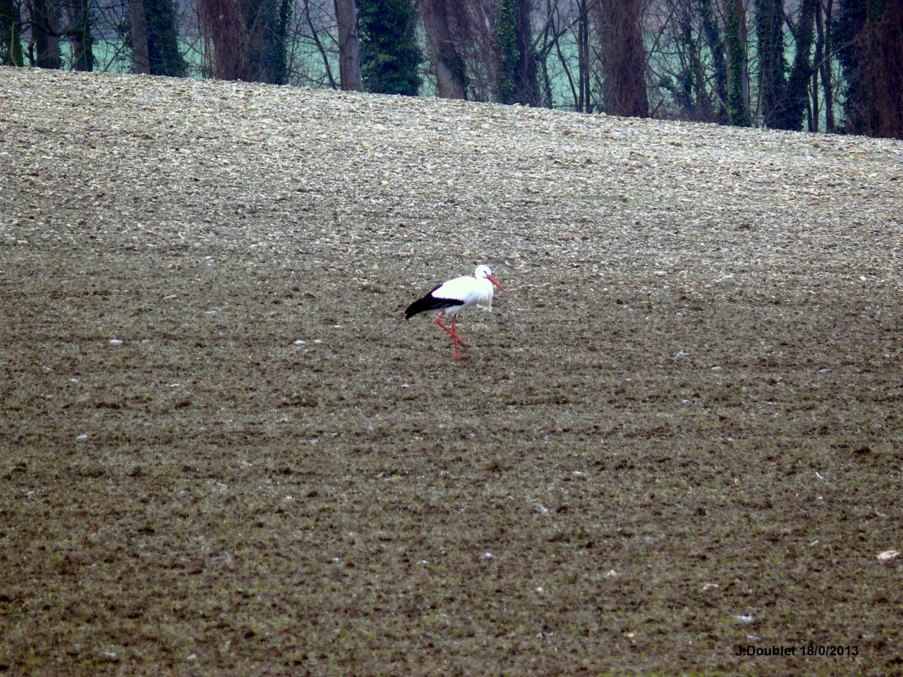 Cigognes Bucy  18 Février 2013 (3)