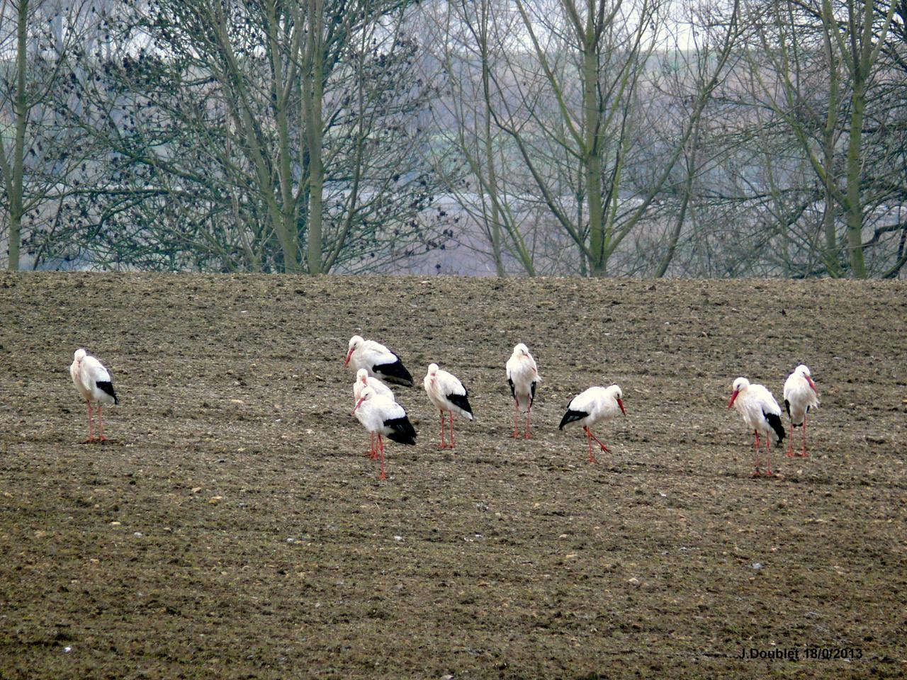 Cigognes Bucy  18 Février 2013 (4)