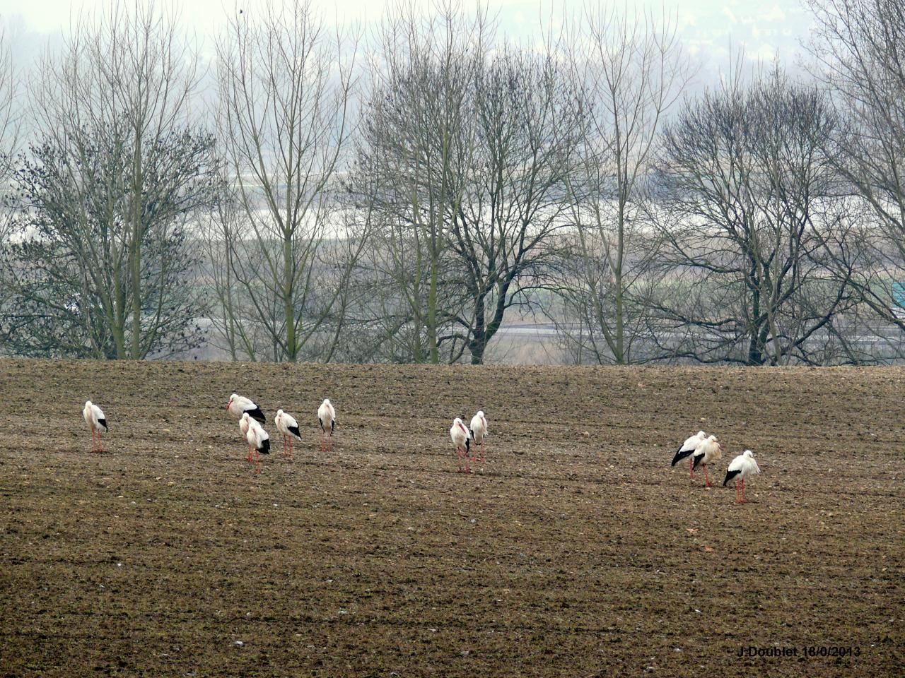 Cigognes Bucy  18 Février 2013 (5)