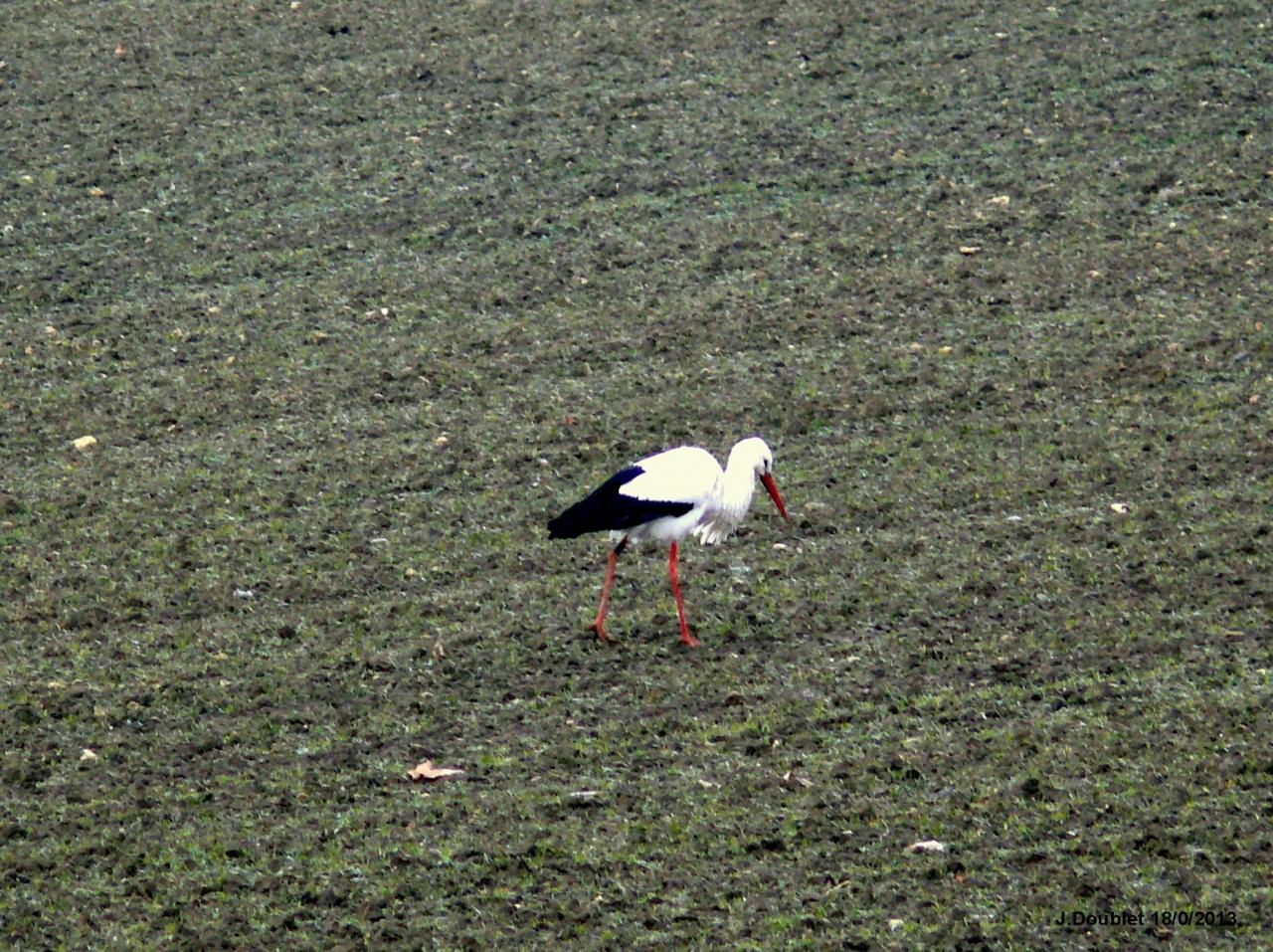Cigognes Bucy  18 Février 2013 (6)