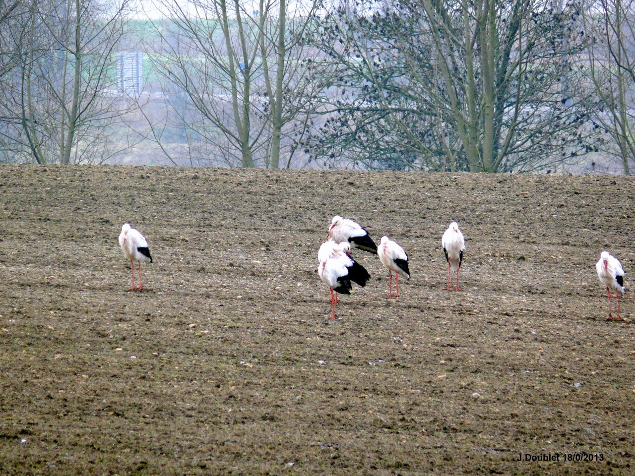 Cigognes Bucy  18 Février 2013 (7)