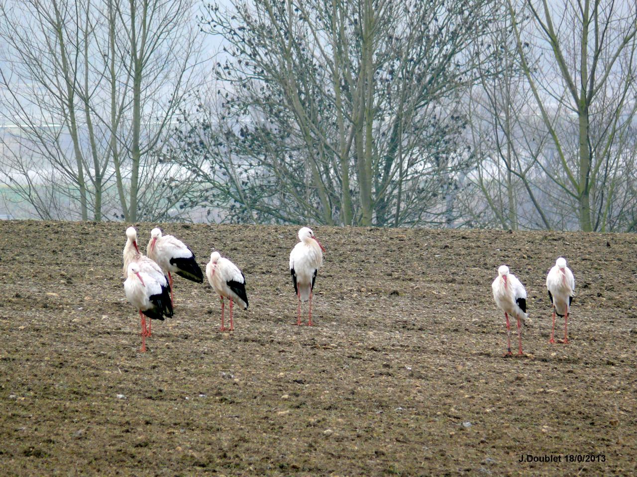 Cigognes Bucy  18 Février 2013 (8)