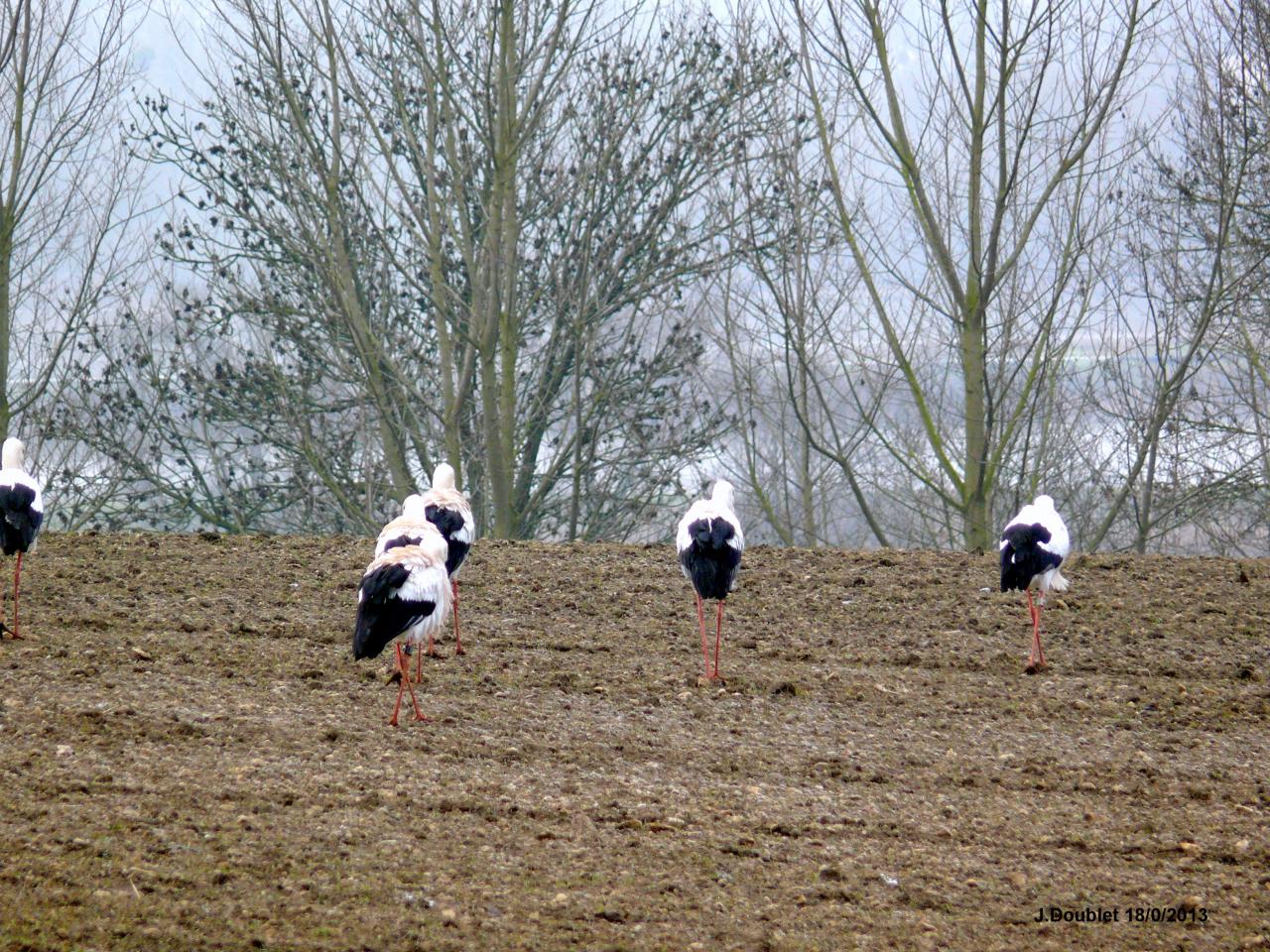 Cigognes Bucy  18 Février 2013 (9)