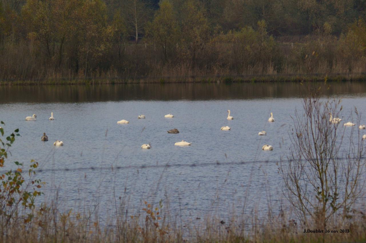 Etang de Bucy le Long 16 nov 2013 (1)