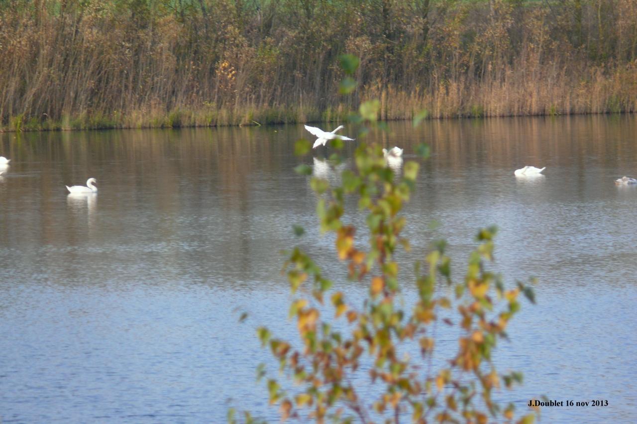 Etang de Bucy le Long 16 nov 2013 (14)