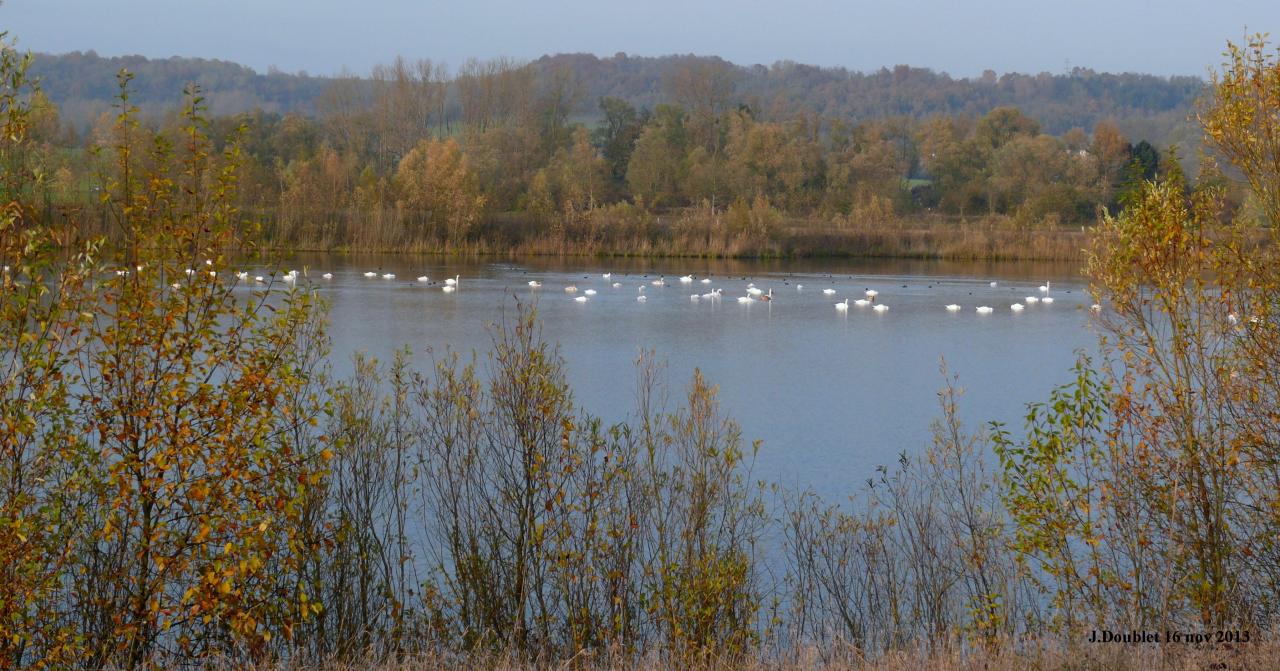 Etang de Bucy le Long 16 nov 2013 (16)