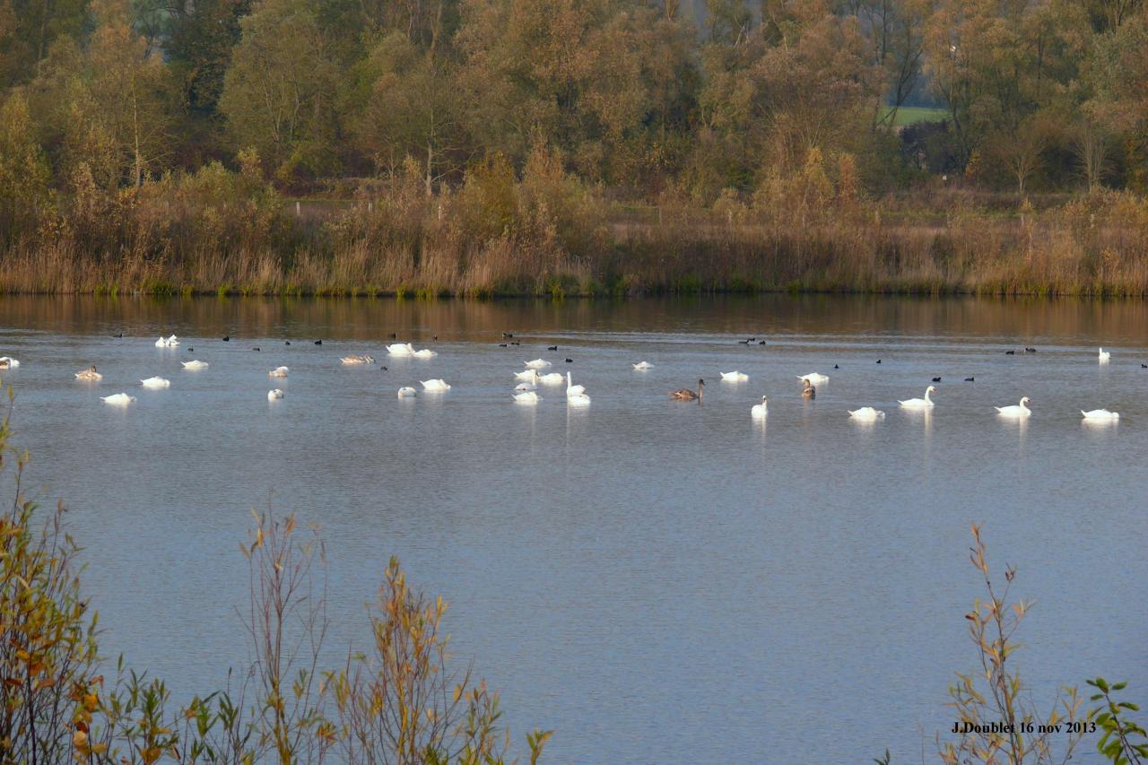 Etang de Bucy le Long 16 nov 2013 (17)