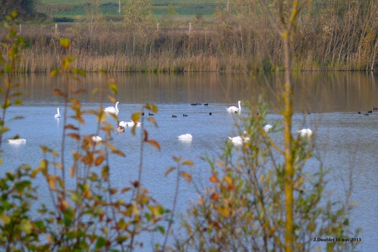 Etang de Bucy le Long 16 nov 2013 (19)