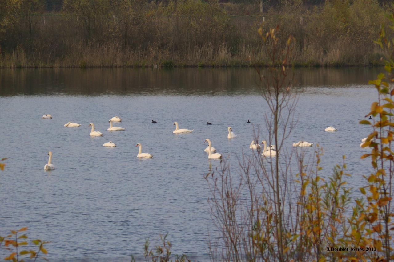 Etang de Bucy le Long 16 nov 2013 (2)