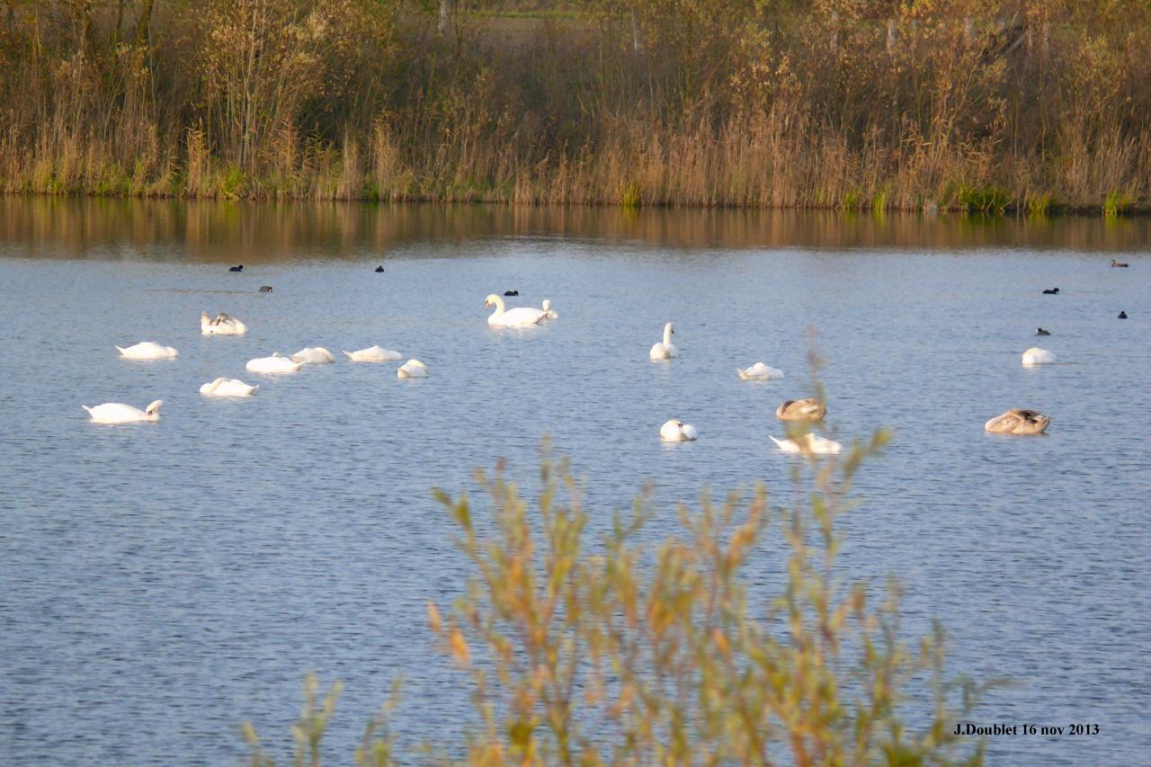 Etang de Bucy le Long 16 nov 2013 (20)