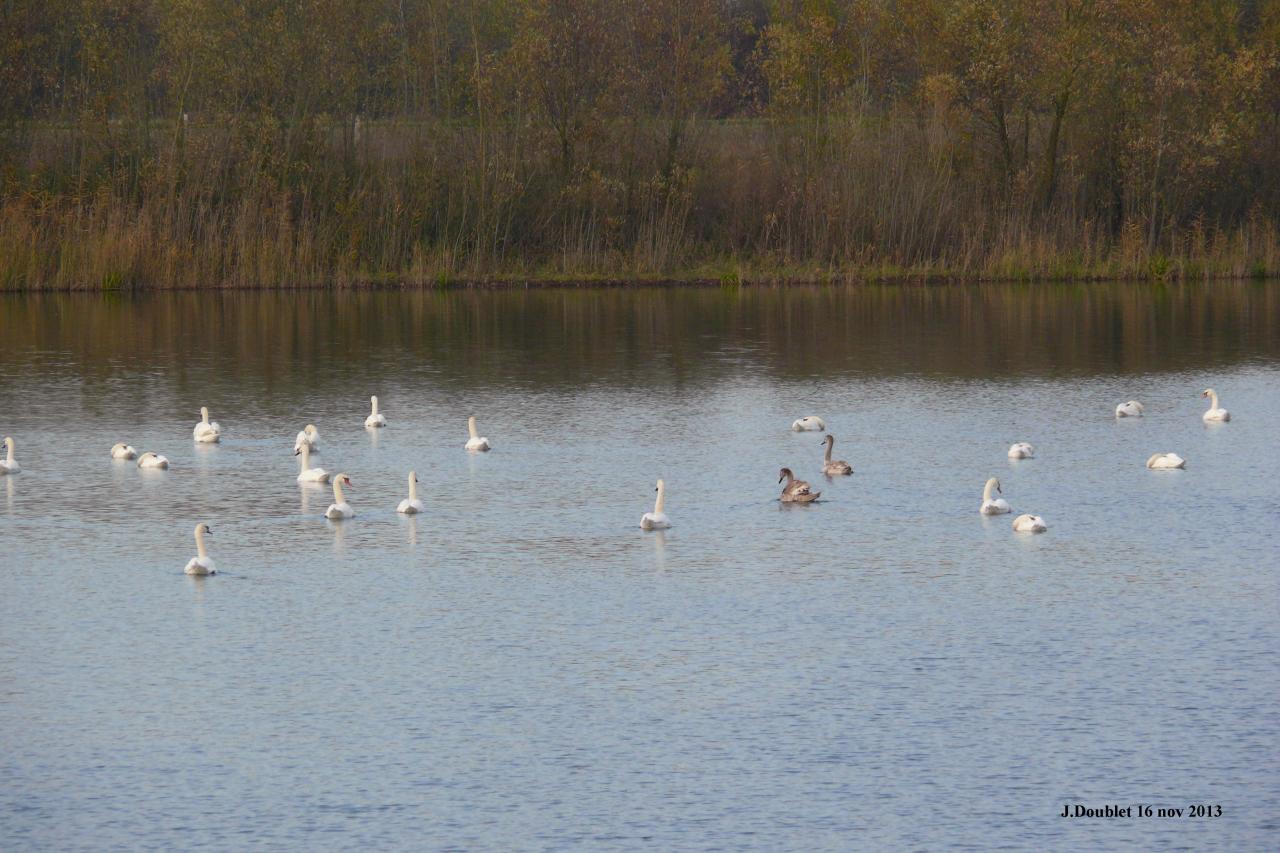 Etang de Bucy le Long 16 nov 2013 (3)