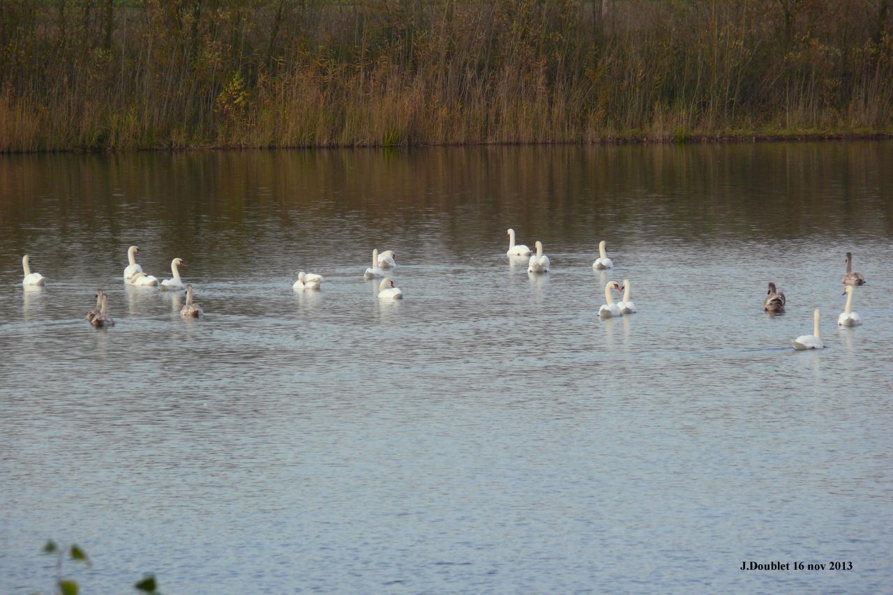 Etang de Bucy le Long 16 nov 2013 (5)