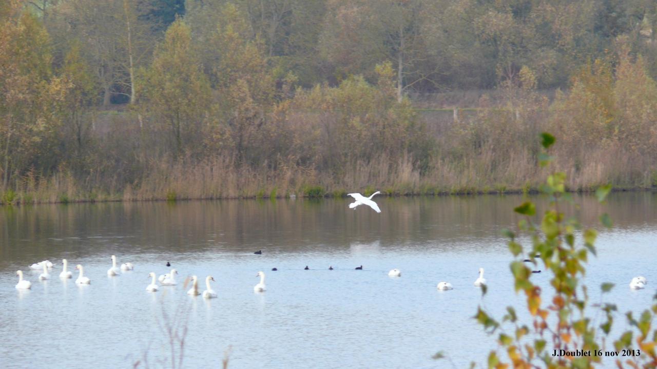 Etang de Bucy le Long 16 nov 2013 (7)