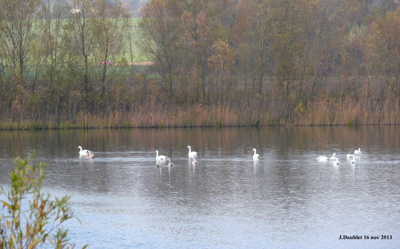 Etang de Bucy le Long 16 nov 2013 (8)