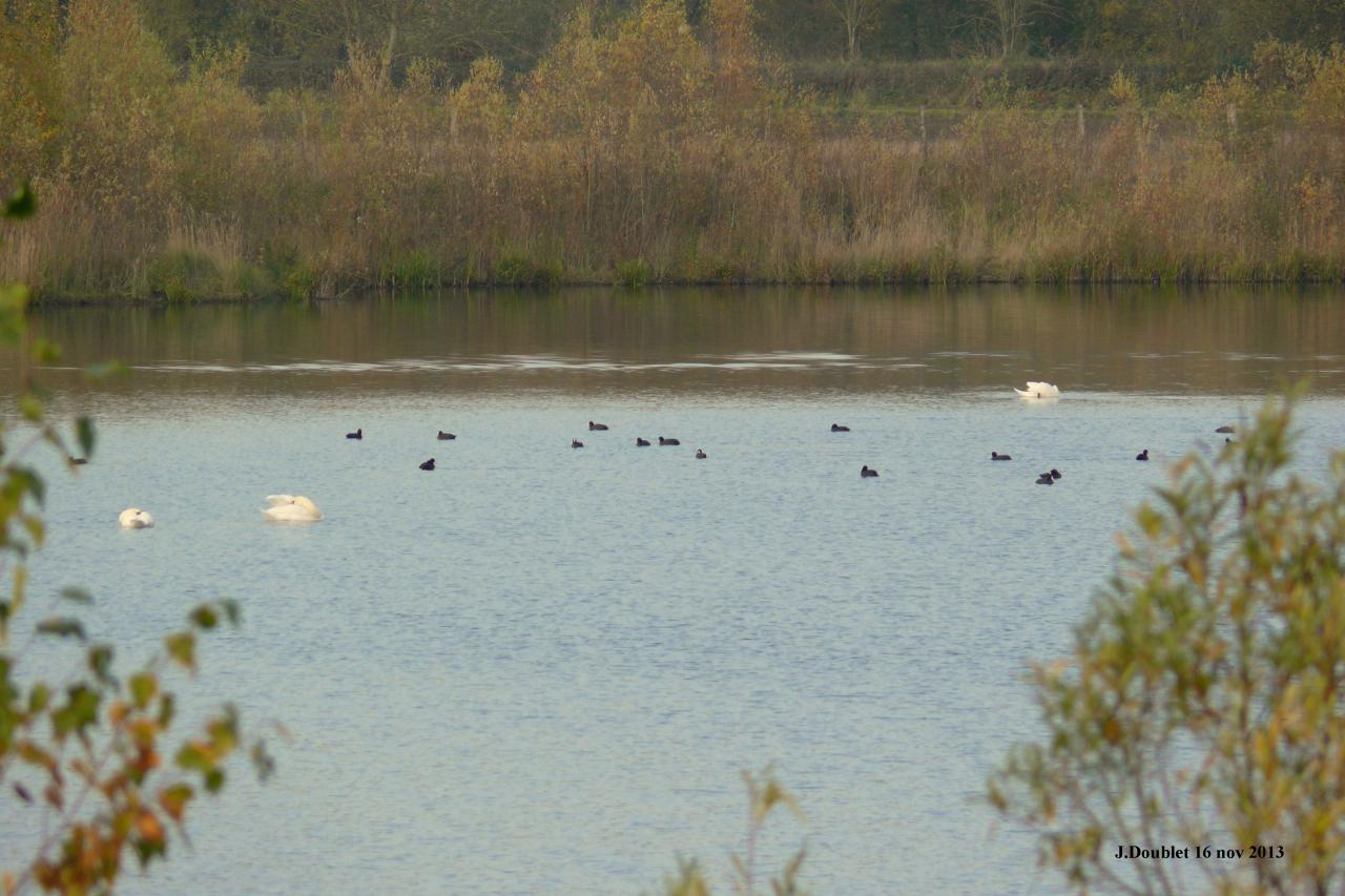 Etang de Bucy le Long 16 nov 2013 (9)