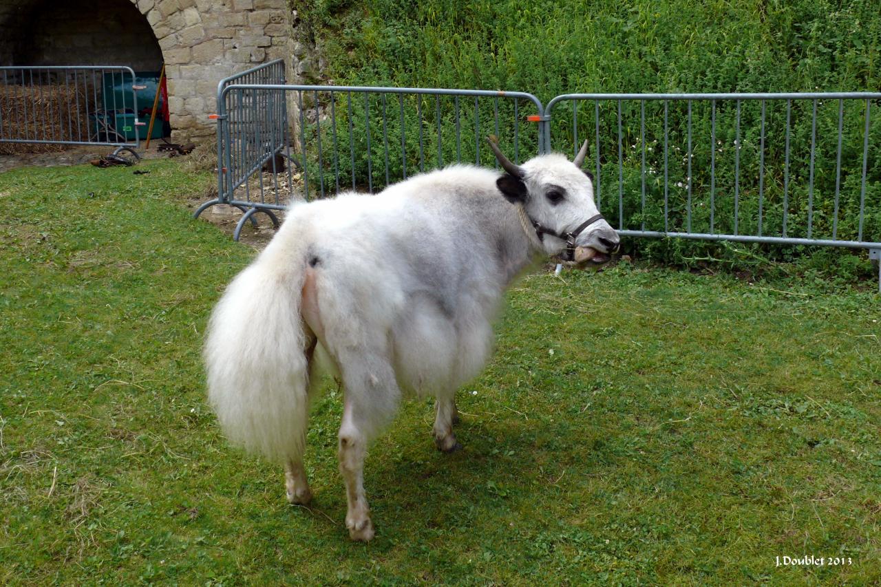 Fort de Condé (10 ans)29 juin 2013 (7)