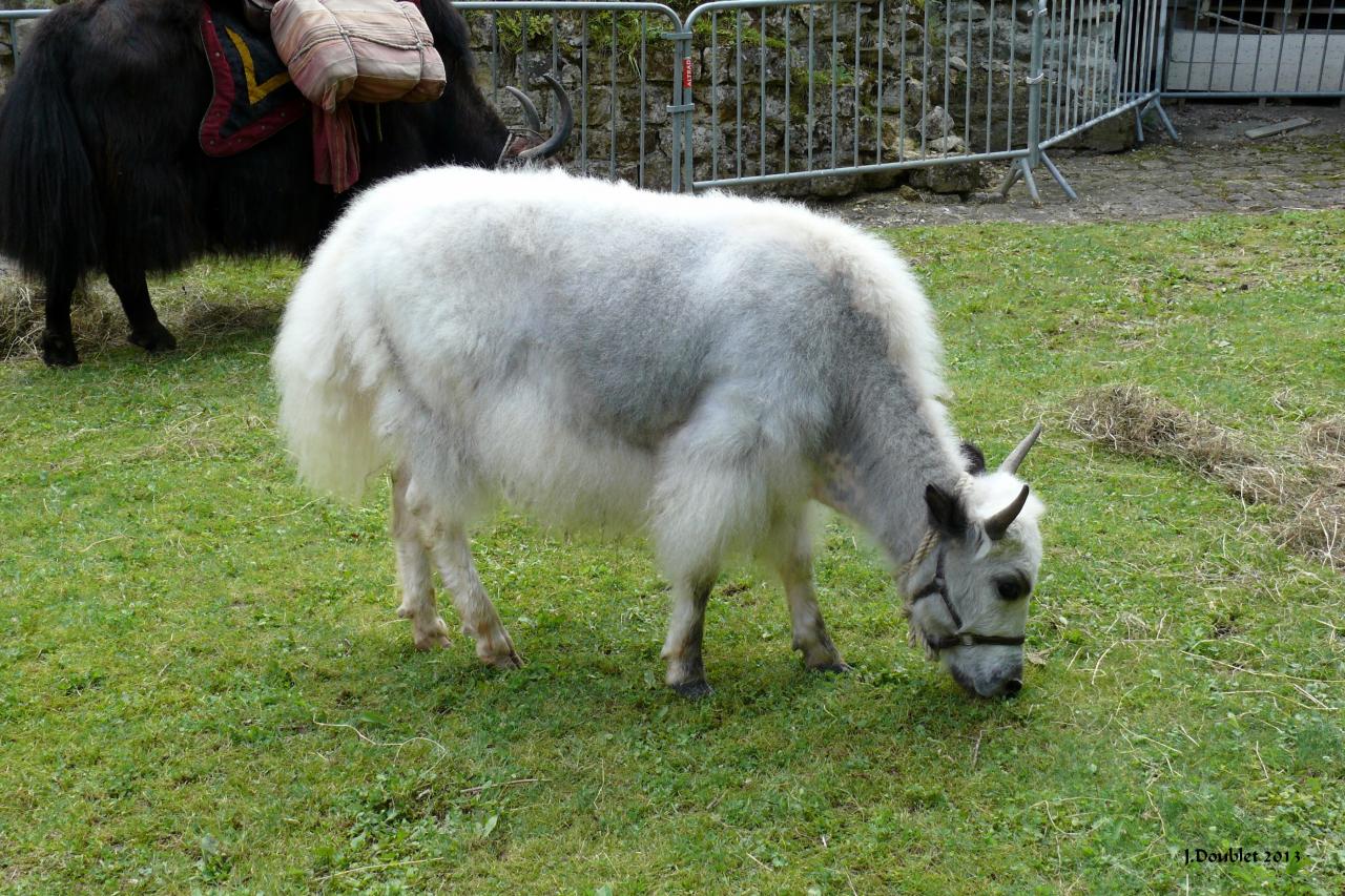 Fort de Condé (10 ans)29 juin 2013 (8)