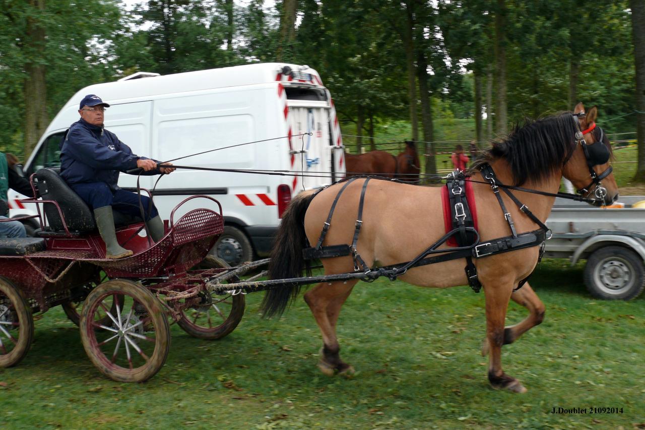 Fort de Condé Journée du cheval 2014 (10)