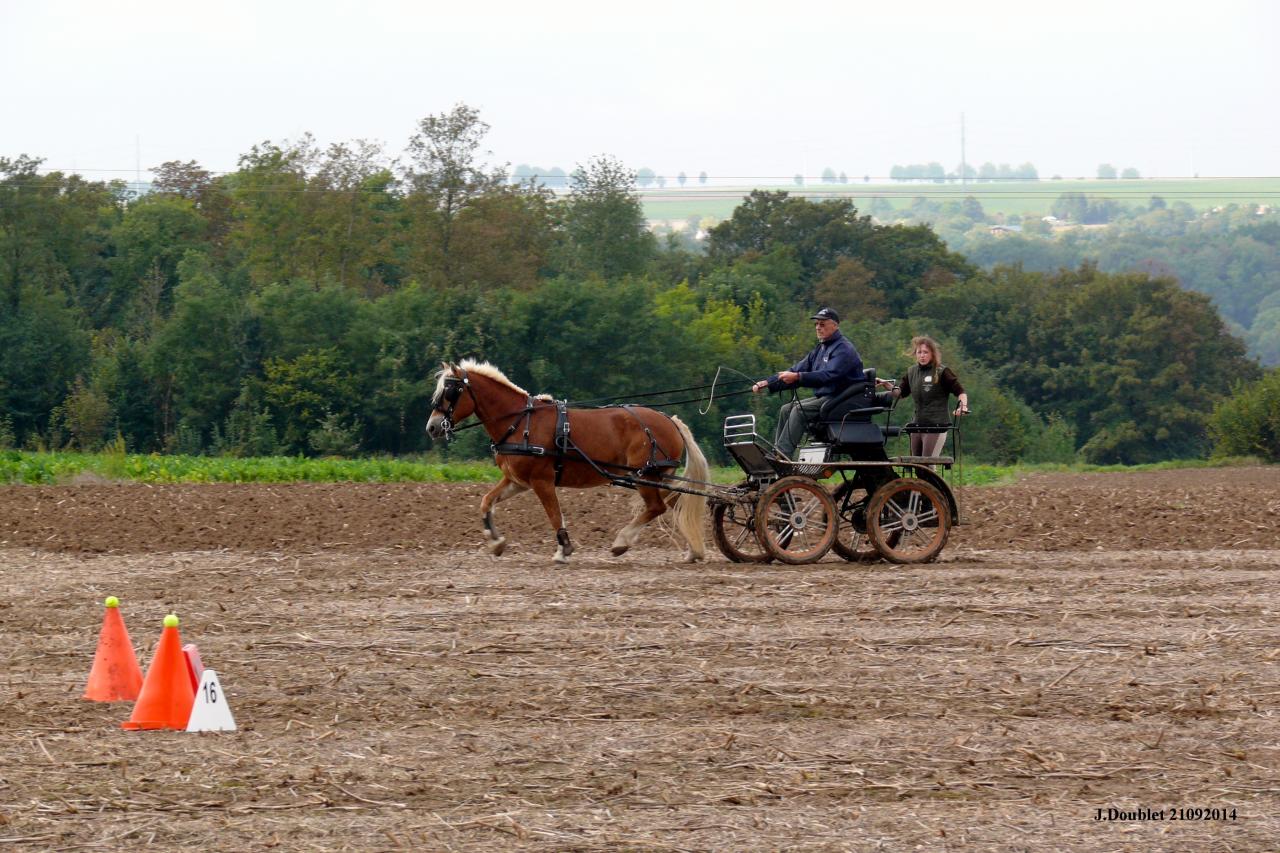 Fort de Condé Journée du cheval 2014 (11)